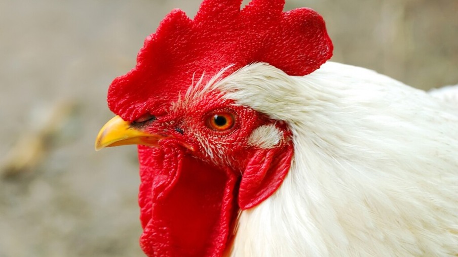 Abate de frangos em Minas Gerais registra aumento de 4,7% no primeiro trimestre