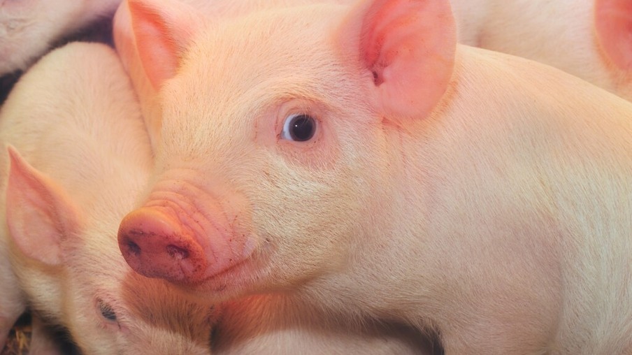 EUA: Futuros  dos suínos sobem na CME com estoques menores de carne