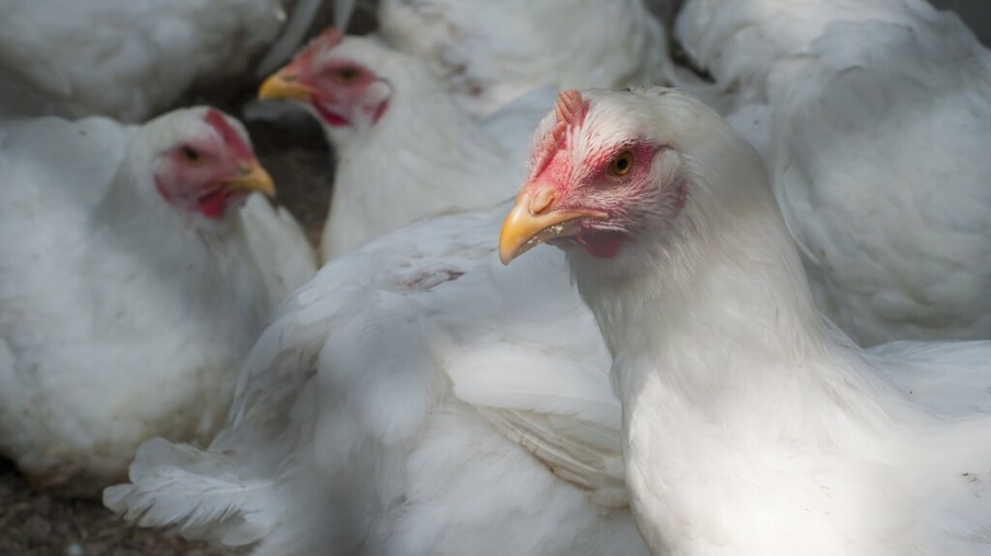 Argentina suspende exportação de aves após confirmação de primeiro caso industrial de influenza aviária