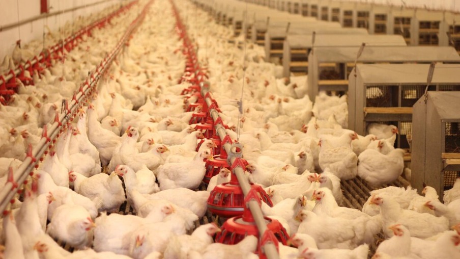 Vacinação e capacitação no campo são ferramentas primordiais para o controle da Salmonella aviária