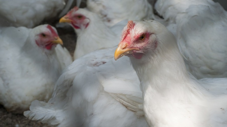 Abate de frangos sobe 0,9% na comparação anual e 3,1% na trimestral