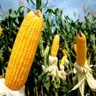 Clima adverso e baixa oferta elevam preços do milho, avalia Cepea