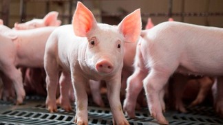 Mercado de suínos: dados do IBGE indicam estabilidade na produção no primeiro trimestre de 2024