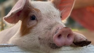 Embarques de carne suína crescem 7,8% em abril