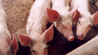 Xenotransplantes: avanços e desafios no uso de órgãos de porcos