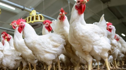 Análise do Cepea mostra queda no poder de compra de avicultores frente ao farelo de soja