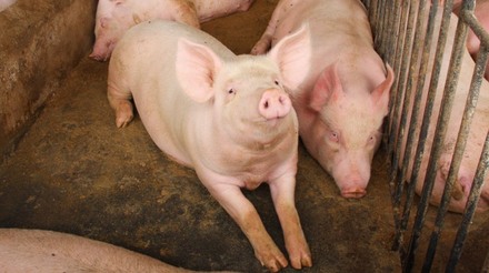 China emite regulamentos para estabilizar produção de suínos