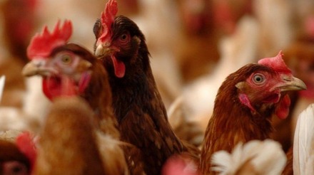 OMSA confirma ocorrência de gripe aviária em aves domésticas na Noruega