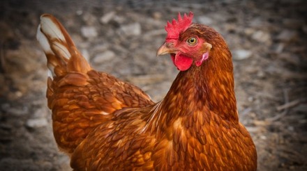 EUA restringem importação de aves da Austrália em função da influenza aviária