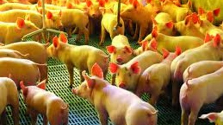 USDA destina US$ 22,2 milhões para saúde animal, incluindo reabastecimento de vacina contra peste suína clássica