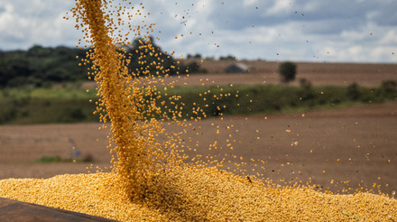 Cotações do milho continuam em alta impulsionadas por exportações