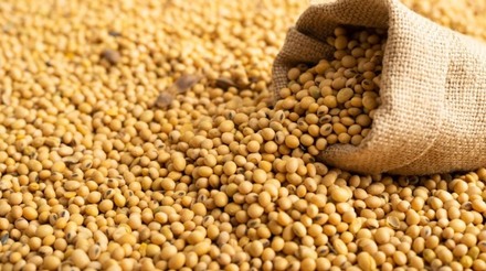 Preços da soja reagem no mercado com preocupações sobre a safra