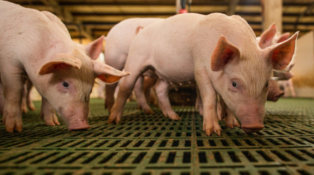China registra produção recorde de carne suína no 3º trimestre: maior volume em uma década