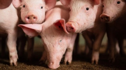Embarques  de carne suína registram alta de 9,6% em 2023, com aumento de 13,1% na receita