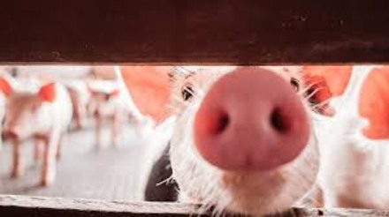 Exportações de carne suína dos Estados Unidos mantiveram sua tendência de alta