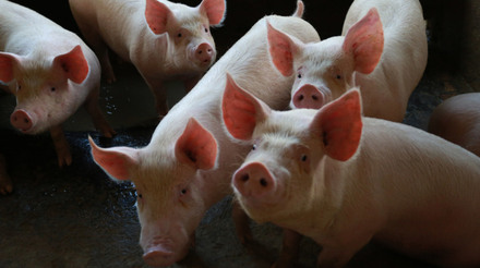 Importações chinesas de suínos reprodutores seguem modestas, aponta relatório