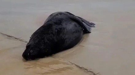 Terceiro caso de Gripe Aviária em mamíferos marinhos é confirmado no litoral do RS