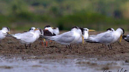 MAPA confirma mais três ocorrências de gripe aviária em aves silvestres
