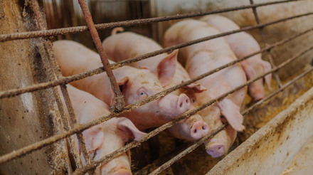 Indústria suína nos Estados Unidos enfrenta uma situação crítica