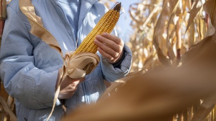 Queda nos preços do milho marca o mercado em comparativo anual
