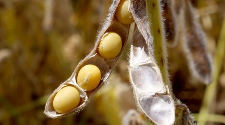 Soja e milho ajudam a derrubar receita agrícola no país em 2023