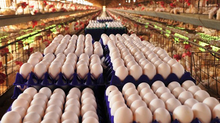 Produção de ovos deve subir até 6,5% em 2024