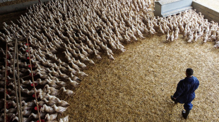 FILE PHOTO: Ducks are seen inside a poultry farm in Castelnau-Tursan, France, January 24, 2023. REUTERS/Stephane Mahe