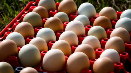 Exportações de ovos atingem patamar recorde no primeiro bimestre de 2024, aponta ABPA