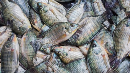 Peixe BR questiona MAPA sobre os riscos e custos relacionados à importação de tilápia do Vietnã
