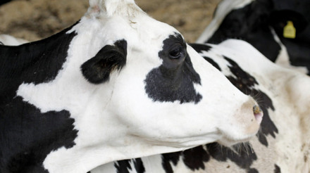Influenza aviária: pessoa infectada no Texas após contato com gado