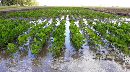 Cepea: enchentes no RS afetam produção e exportação de soja