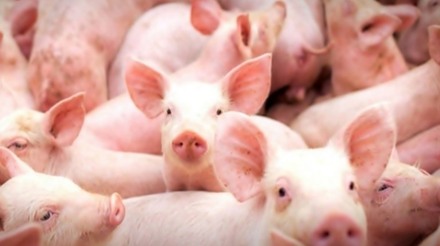 Brasil expande exportações de suínos vivos para cinco países