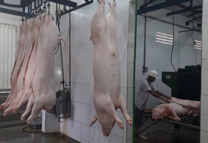 Produção de carne suína cai 1% no primeiro trimestre de 2024, aponta IBGE