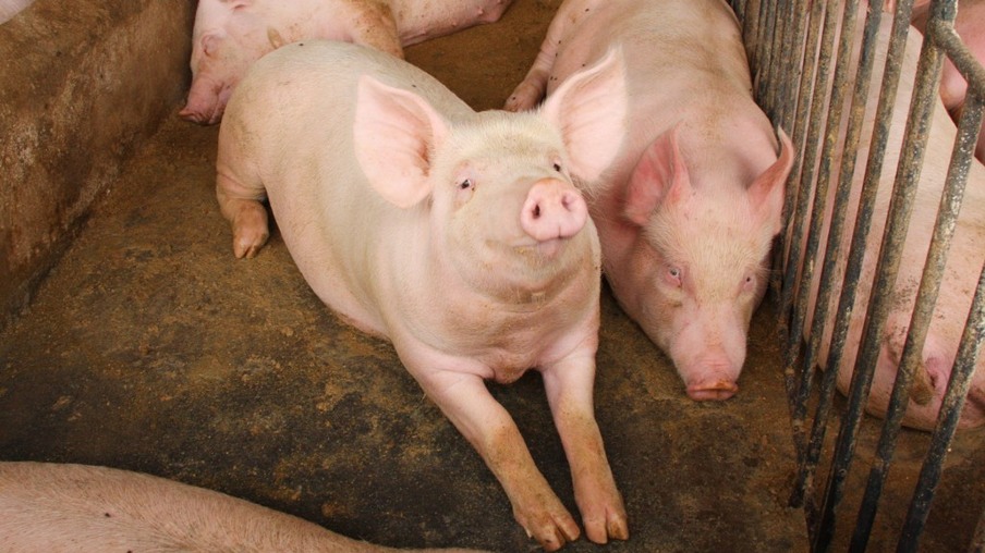 China emite regulamentos para estabilizar produção de suínos