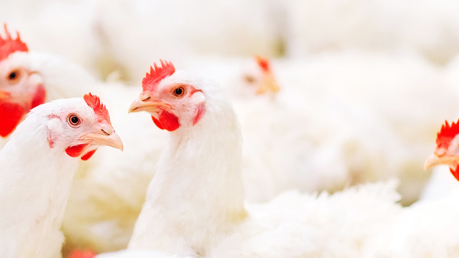 Demanda aquecida impulsiona preços da carne de frango no Brasil em outubro