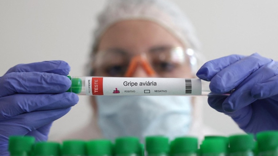 Suécia registra surto de gripe aviária na parte sul do país