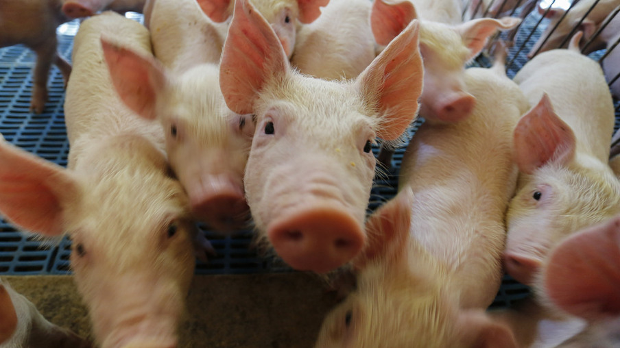 Exportações de carne suína alcançam recorde em volume e receita em 2023