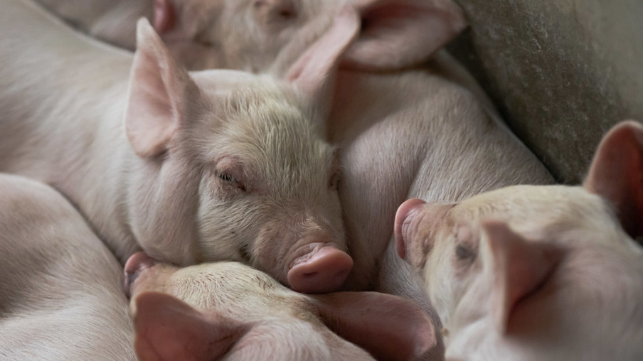 Exportação de carne suína da Rússia para a China começa antes do previsto