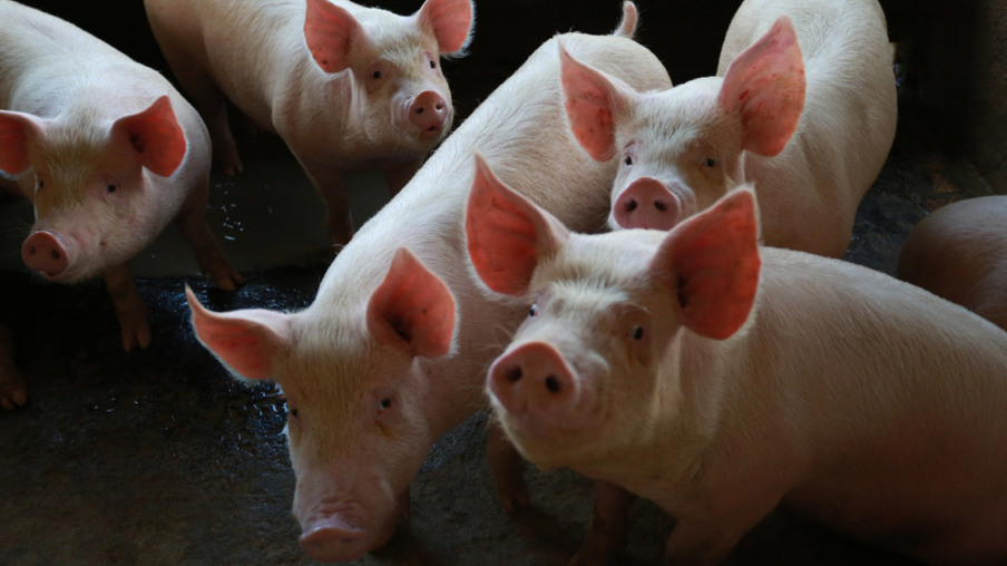 Mercados de suínos e gado observam alta nos preços futuros na bolsa de Chicago