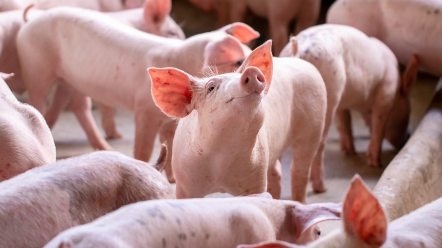 Crescimento moderado no estoque de suínos nos EUA, revela relatório do USDA