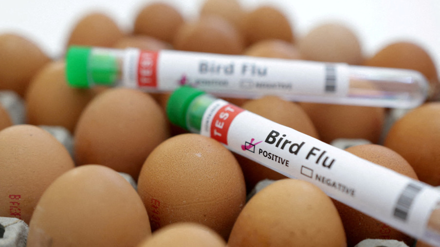 FILE PHOTO: est tubes labelled "Bird Flu" and eggs are seen in this picture illustration, January 14, 2023. REUTERS/Dado Ruvic/Illustration/File Photo