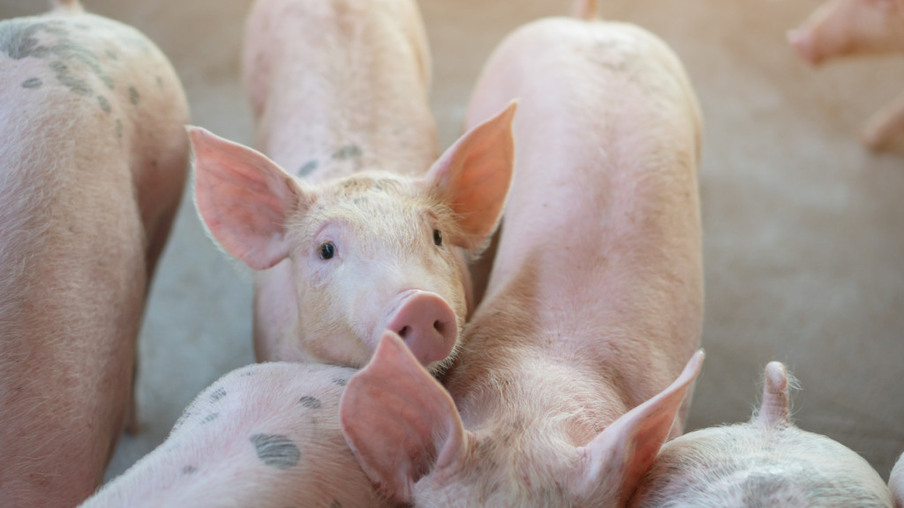 Indústria suína da América do Norte enfrenta desafios