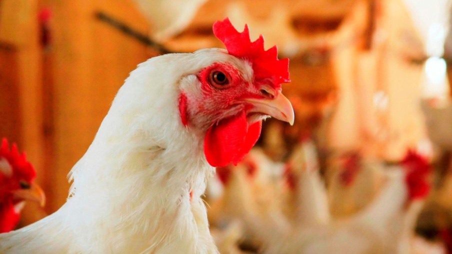 Brasil é habilitado pela Coreia do Sul para exportar gorduras de aves e farinhas