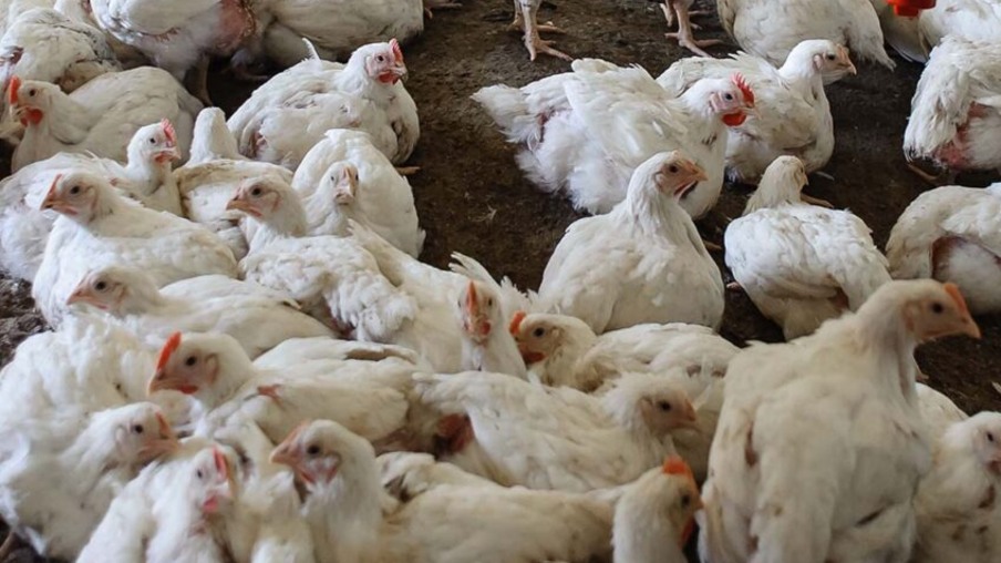 Guerra em Israel atinge indústria avícola e gera escassez de mão de obra