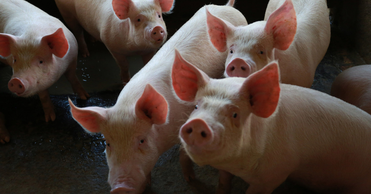 Deutschland wird im Jahr 2023 7 % weniger Schweineschlachtungen verzeichnen