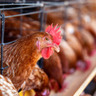 Campanha exige maior transparência sobre confinamento de galinhas