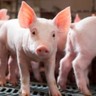 Grã-Bretanha proíbe exportação de animais vivos