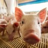 Desafio nos próximos seis meses nos EUA: reflexões sobre a indústria de suínos