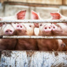 Fala Agro: Análise do relatório de suínos do USDA de 1º de setembro por Jim Long