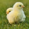 Apesar do crescimento em volume, receita das exportações de genética avícola sofre queda, segundo ABPA